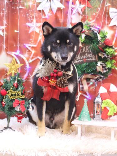 20231220マロくん